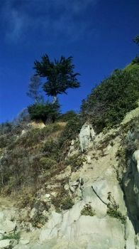 Trees above a north California beach