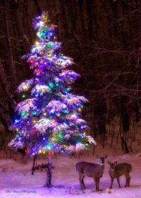 Christmas deer