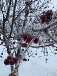Frosty Crabapples