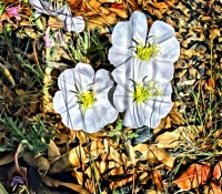 From an Arizona garden.
