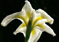 Siberian Iris