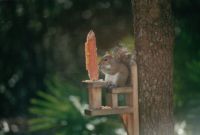 Squirrel on his chair eating corn