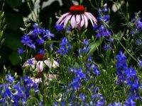 Green Springs Garden