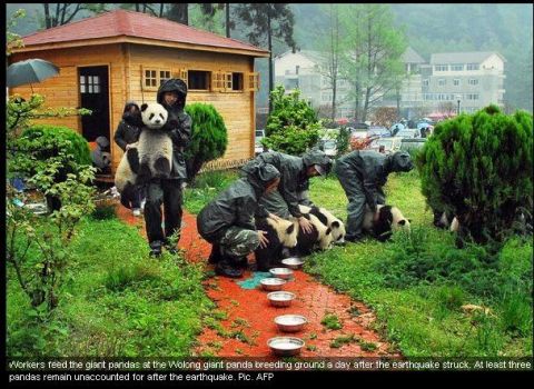 Pandas post-earthquake