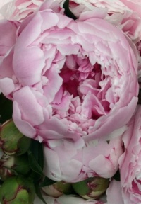 peonies - most pieces