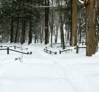 Fenceline in the Snow