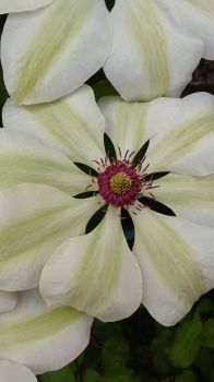 Clematis