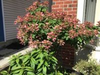 The hydrangea tree is now pink