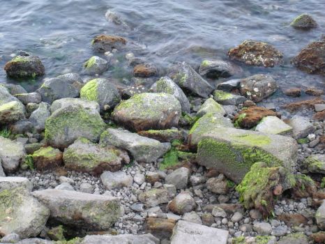 Ocean and moss