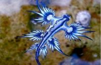 Dragon-blue sea snail