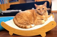Papaya on scratcher bed 2025/01  2 of 4