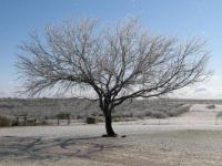 Another picture of the morning after the ice storm in South Texas last winter.  Don't you love the starkness of the mesquite tre