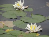 water lilies on Turtle Pond