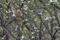 House Wren