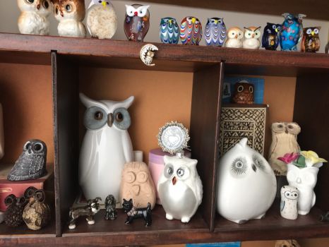 A few members of my Parliament of Owls.