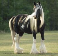 gypsy pride