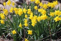 Daffodils7