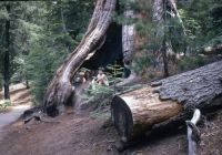Sequoia Natl Park 1970