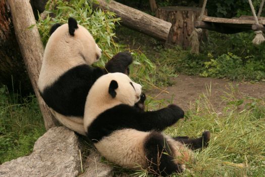 panda's in wenen