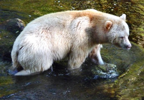 Solve Kermode Bear Also Known As Spirit Bear British Columbia Jigsaw