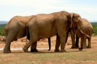 Addo Elephant Park - South Africa (awesome trip)