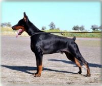 Doberman Pinscher