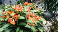 clivia