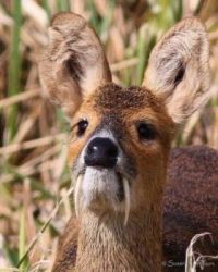 The Chinese Water Deer