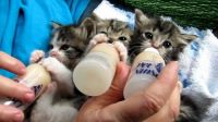 newley found kittens