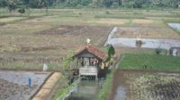 rice fields indonesia