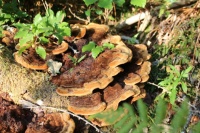 Dyers polypore ?