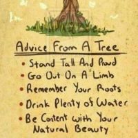 Advice Ffrom a Tree