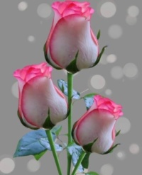 Beautiful Roses