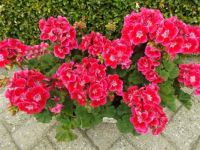 geraniums