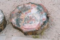 Petrified wood.
