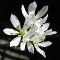 Bruidsuitjes - Allium Neapolitanum