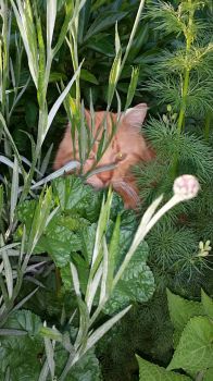 Bozo in plants