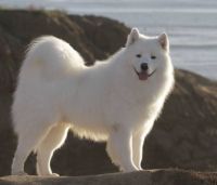 Same Samoyed Grown Up