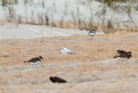Plovers resting on Beach at Anastasia State Park, Florida