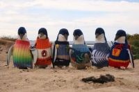 Penguins with sweaters on