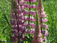 Lupins