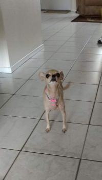 Molly the Chihuahua