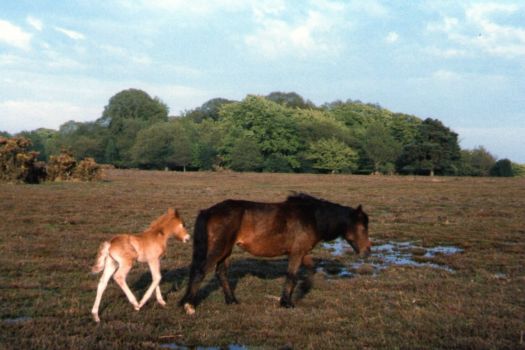Theme: New Forest ponies