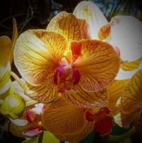One of My Outdoor Orchids