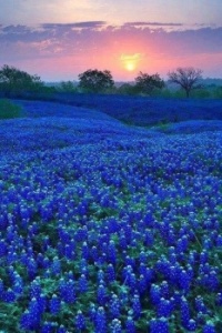 Bluebonnets - Growing Up in Tennessee