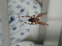 spider in the kitchen