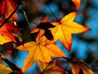Fall Leaves