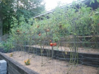 September tomatoes in Atlanta, Georgia