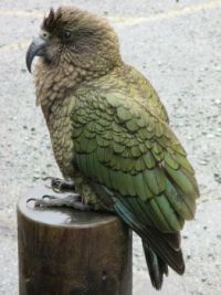 Begging Kea along road to Milford Sound