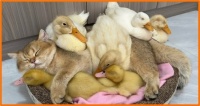 Patient Cat Sleeping With Ducks (Includes Cutest Video Ever!)